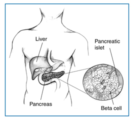 Description: Các tế bào beta sinh ra từ tuyến tụy
