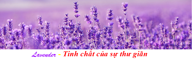 Tinh chât lavender dung massage body - Y khoa Kim Minh