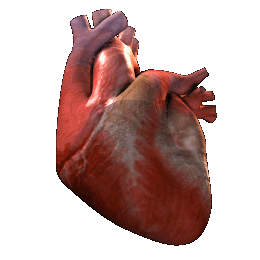 Bệnh đau tim nhồi máu cơ tim -nguyên nhân và cảnh báo