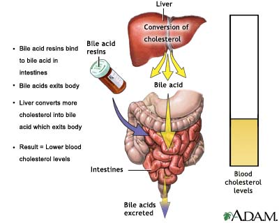 Gan nhiễm mỡ và cholesterol trong máu cao