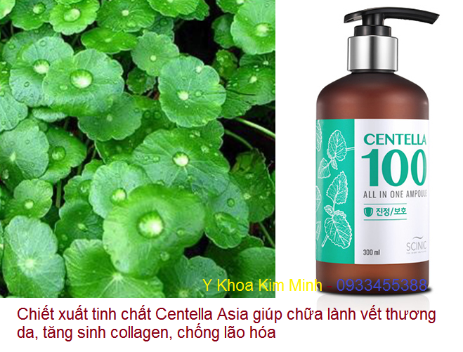 Chiết xuất Centella Asia là gì?
