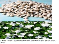 Bài thuốc chữa trị tiểu đường men gan cao dứt trong 1 tháng Bài thuốc chữa trị tiểu đường men gan cao dứt trong 1 tháng