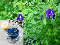Công dụng hoa đậu biếc chữa tiểu đường viêm xoang Công dụng hoa đậu biếc chữa tiểu đường viêm xoang