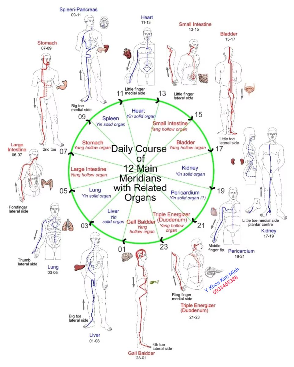 12 đường kinh lạc trong cơ thể con người, giúp chữa và phục hồi các cơ quan nội tạng, tăng cường đề kháng sức khỏe