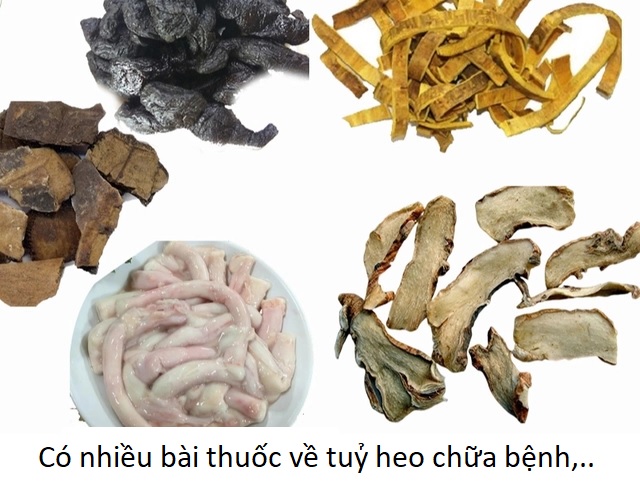 Bài thuốc về tuỷ xương heo chữa bệnh máu trắng