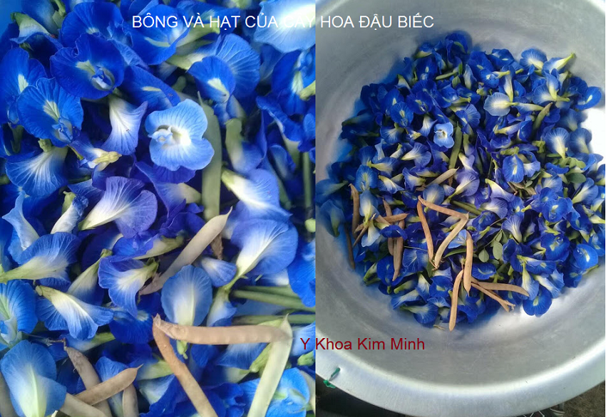 Cây và hạt của cây hoa đậu biếc - Y khoa Kim Minh