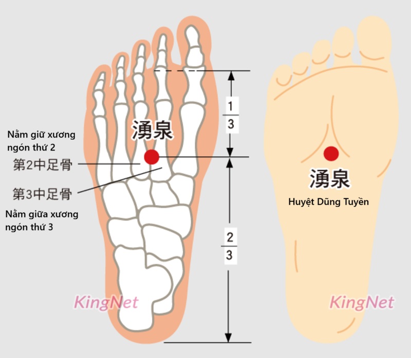 Huyệt dũng tuyền nằm ở lõm chân, ngay giữa đốt sống ngón 2 và đót sống ngón chân thứ 3