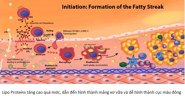 Nguyên nhân cholesterol cao Lipo proteins tăng lên làm tăng mảng bám tích tụ thành mạch máu, dễ làm xơ vữa động mạch và hình thành cục máu đông