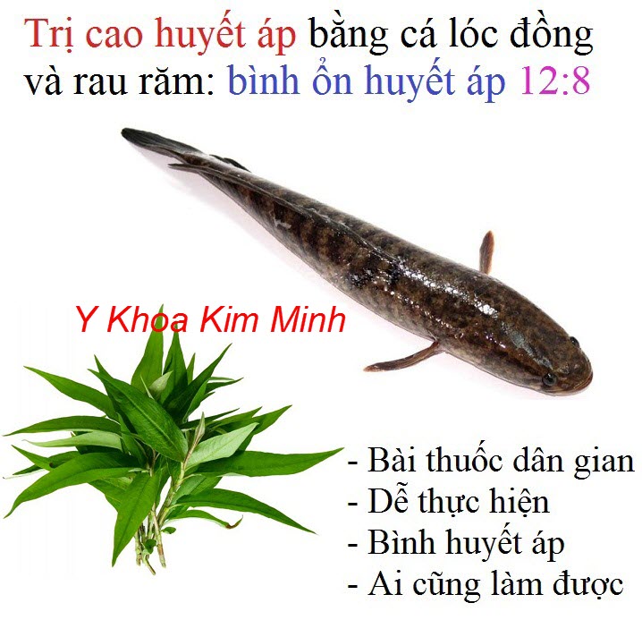 Bài thuốc chữa trị chứng cao huyết áp bằng cá lóc đồng và lá rau răm - Y Khoa Kim Minh